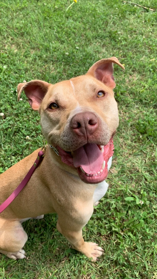 A young medium-sized male Apricot / Beige Pit Bull Terrier dog named Linus for adoption in O'Fallon, IL