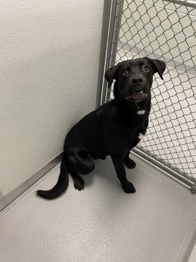A young large-sized male Black Labrador Retriever dog named Carl for adoption in O'Fallon, IL
