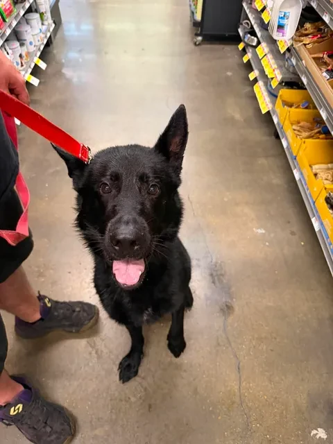 A young large-sized male Dutch Shepherd dog named Zeus for adoption in O'Fallon, IL