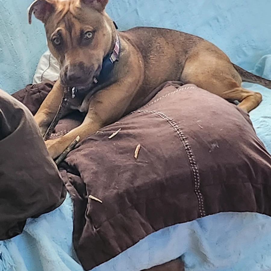 A young large-sized female Apricot / Beige Pit Bull Terrier dog named Yasmin for adoption in O'Fallon, IL