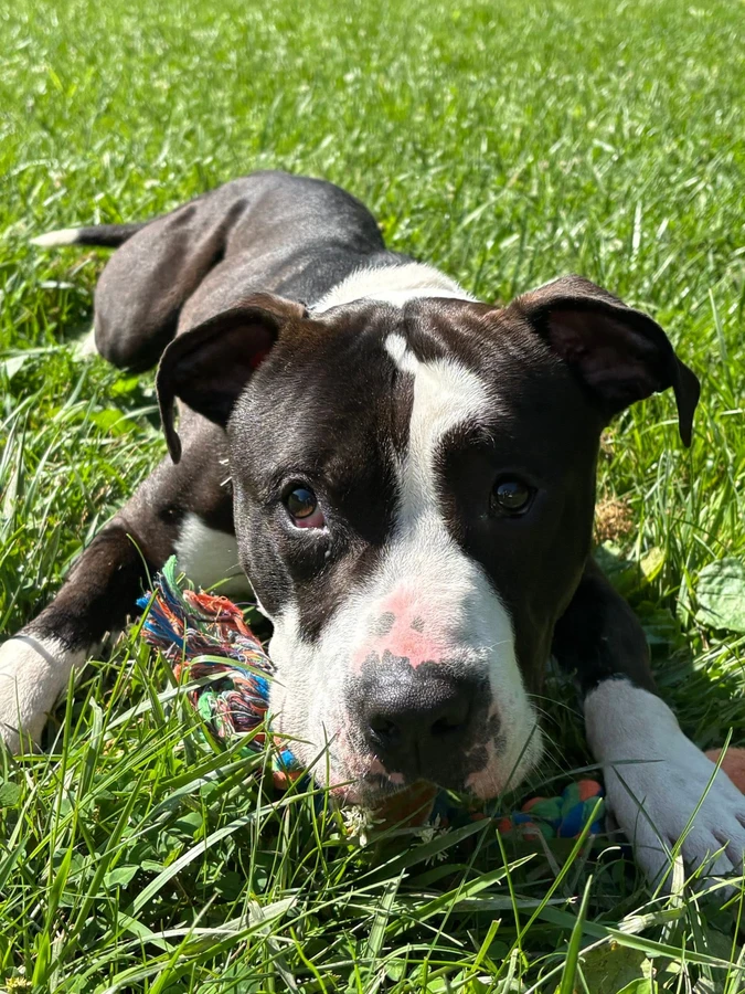 A young large-sized male Black And White Pit Bull Terrier dog named Macho Man for adoption in O'Fallon, IL