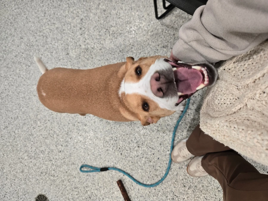 An adult large-sized female Apricot / Beige Yellow Labrador Retriever dog named Vida for adoption in O'Fallon, IL