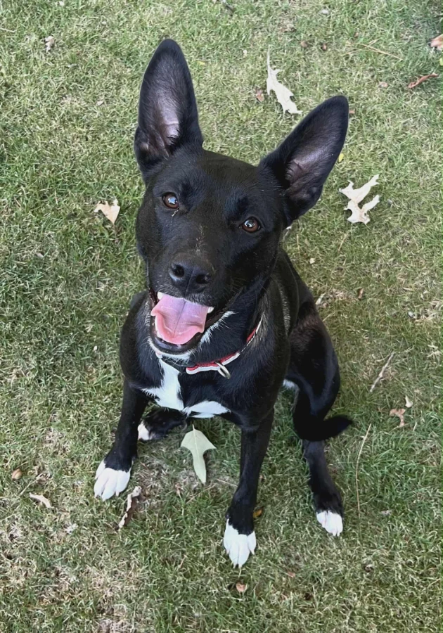 A young medium-sized female Border Collie dog named Confetti for adoption in O'Fallon, IL
