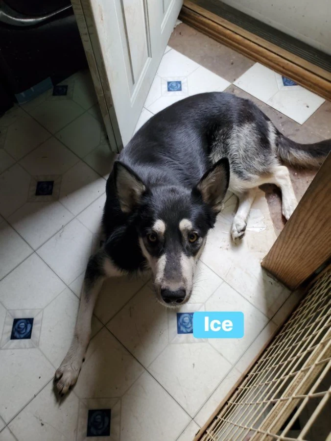 Ice