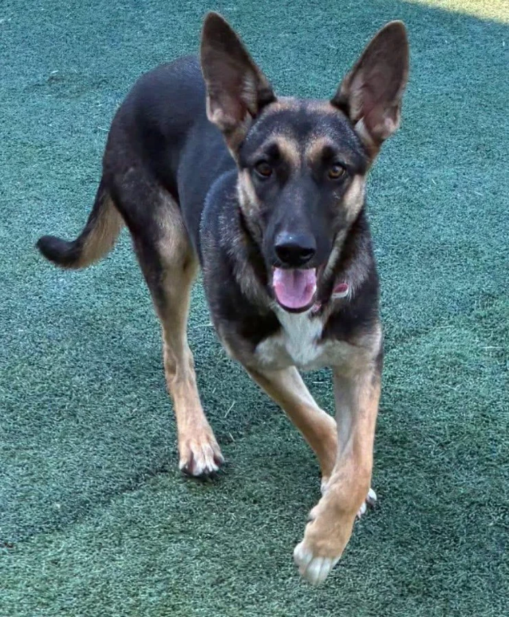 A young large-sized female German Shepherd Dog dog named Koda for adoption in O'Fallon, IL