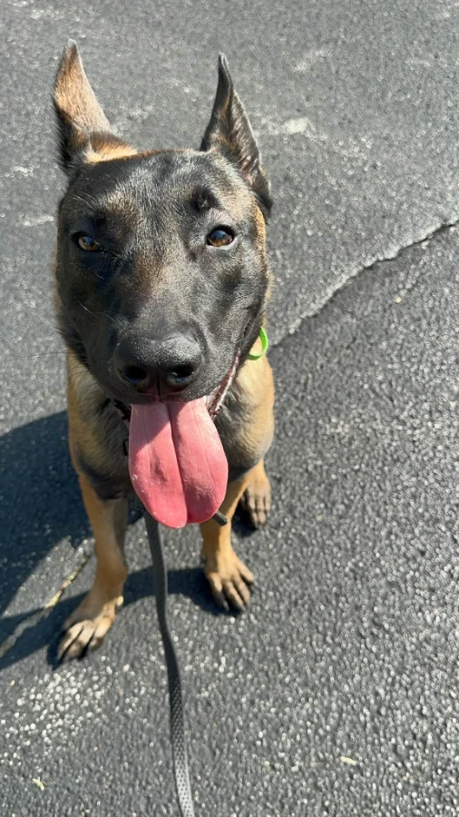 An adult large-sized male Belgian Shepherd / Malinois dog named Wayne for adoption in O'Fallon, IL