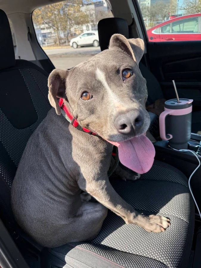 Holden aka Harlan