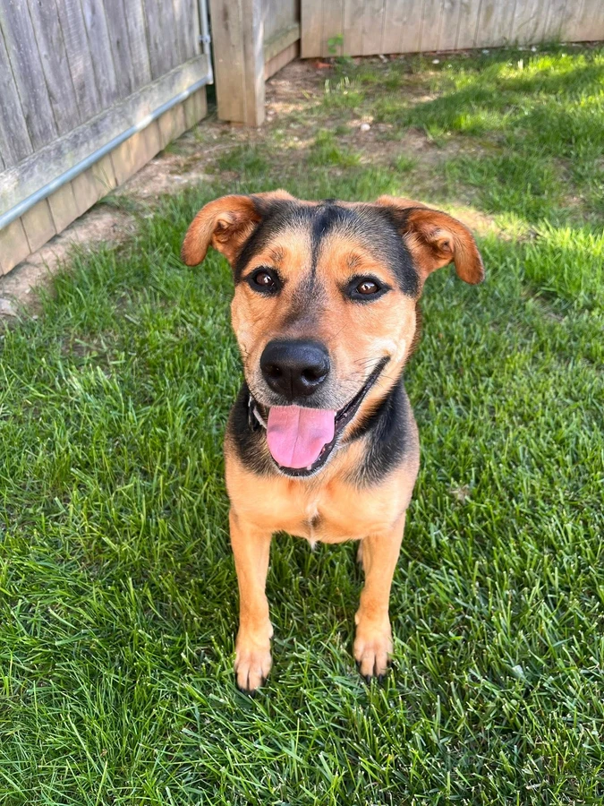 A young large-sized female Hound dog named Macy for adoption in O'Fallon, IL