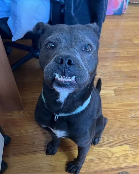 A young large-sized male Silver And White Labrador Retriever dog named Jid aka jeddy bear for adoption in O'Fallon, IL
