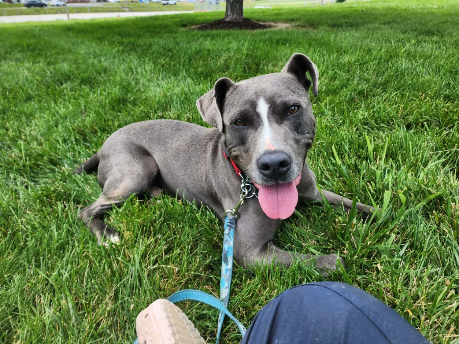 Holden aka Harlan