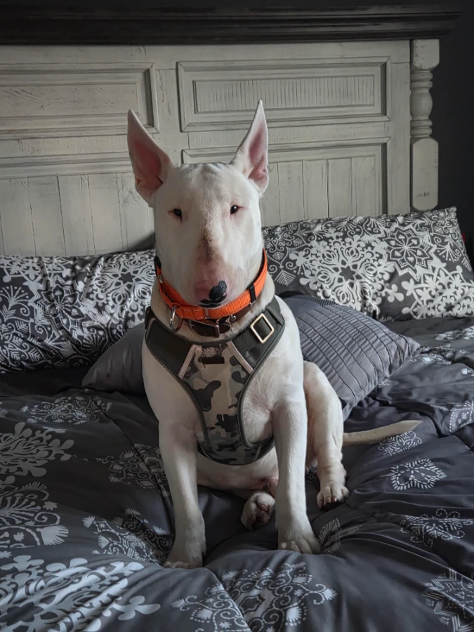 A young medium-sized male Bull Terrier dog named Bocephus for adoption in O'Fallon, IL