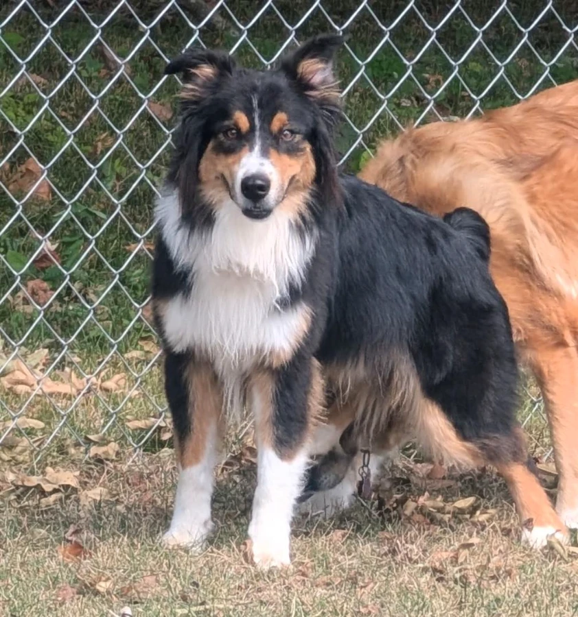 An adult medium-sized male Australian Shepherd dog named Wrangler for adoption in O'Fallon, IL