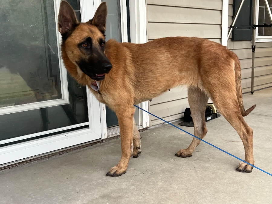 An adult medium-sized female Belgian Shepherd / Malinois dog named Athena for adoption in O'Fallon, IL
