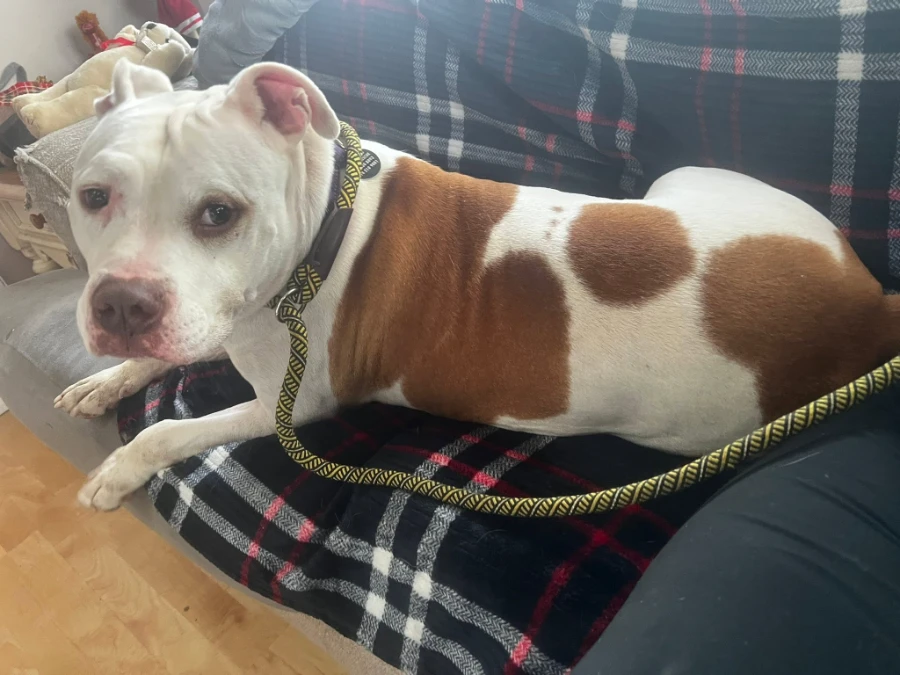 An adult medium-sized male American Bully dog named Mr. Potato Head for adoption in O'Fallon, IL