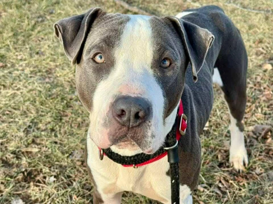 An adult large-sized male Gray / Blue / Silver Pit Bull Terrier dog named Gus for adoption in O'Fallon, IL