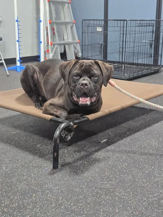 An adult large-sized male Brown Boxer dog named Nino for adoption in O'Fallon, IL