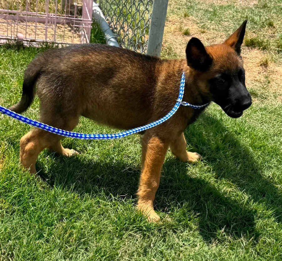 Malinois Puppy 1