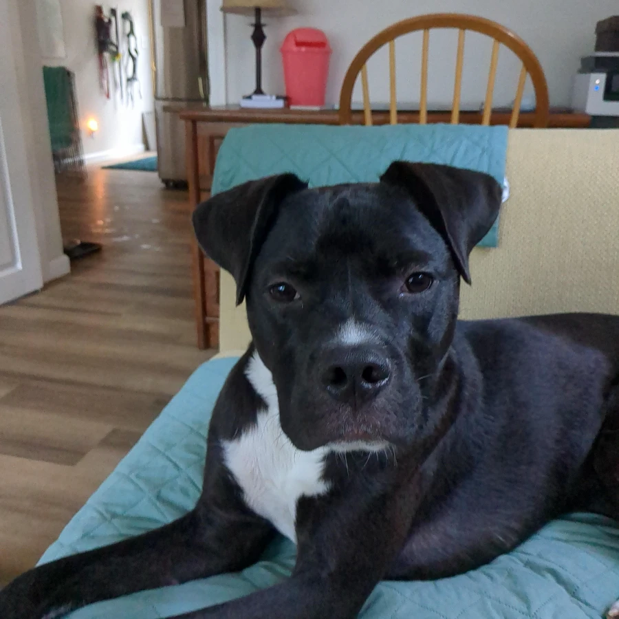 A young large-sized male Black Boxer dog named Lucky for adoption in O'Fallon, IL