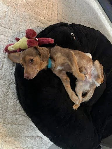 A young small-sized male Chocolate Labrador Retriever dog named Scrappy Doo for adoption in O'Fallon, IL