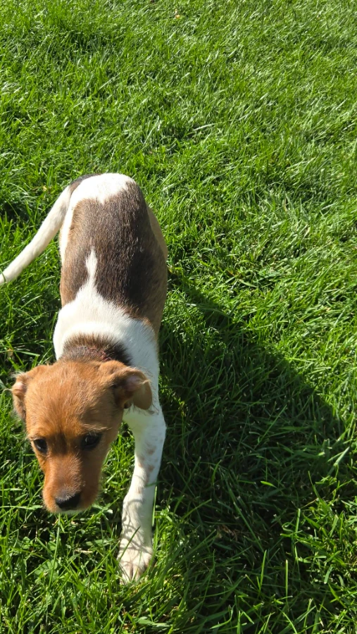 A baby small-sized male Jack Russell Terrier dog named Milo for adoption in Gooding, ID