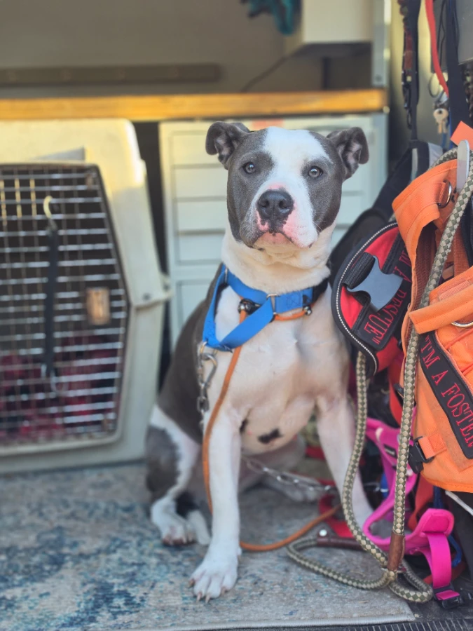 A young medium-sized male Pit Bull Terrier dog named Xena for adoption in Spokane County, WA