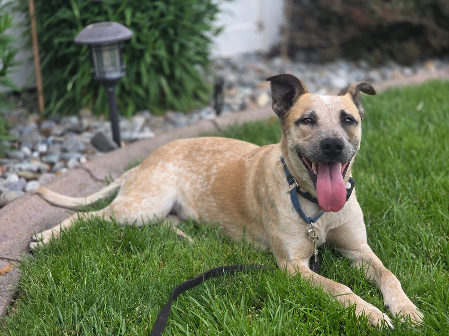 An adult medium-sized female Australian Cattle Dog / Blue Heeler dog named Louise for adoption in Spokane County, WA