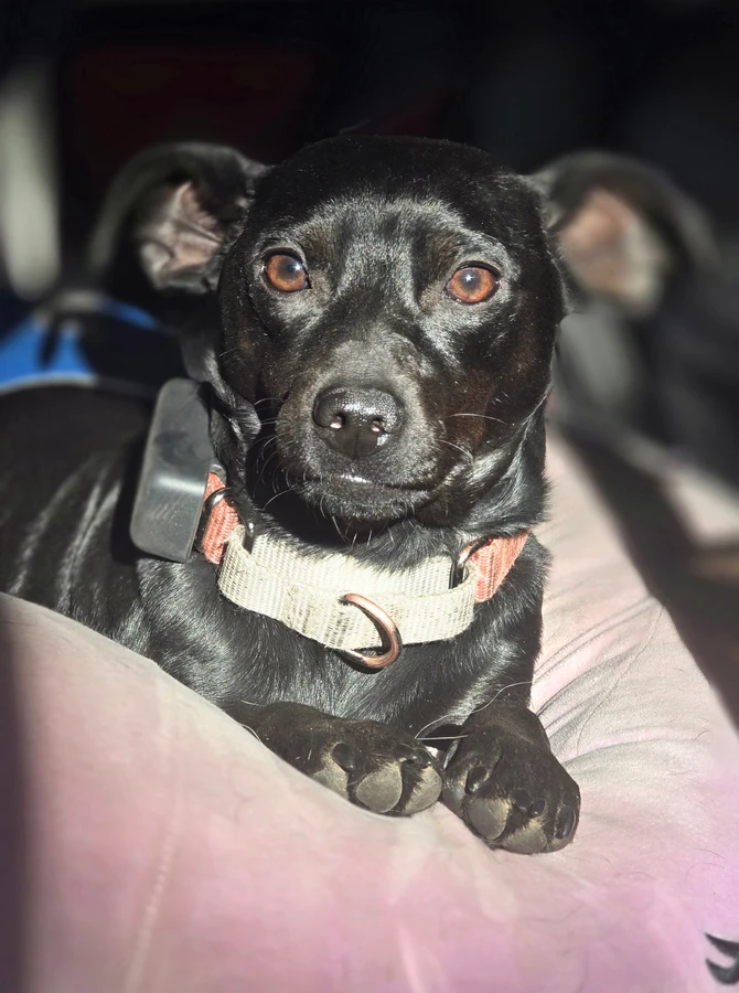 An adult small-sized male Miniature Pinscher dog named Rory for adoption in Spokane County, WA