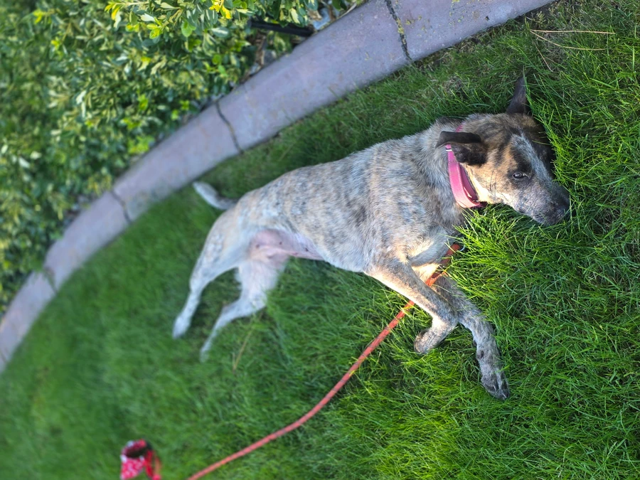 Thelma thumbnail 3