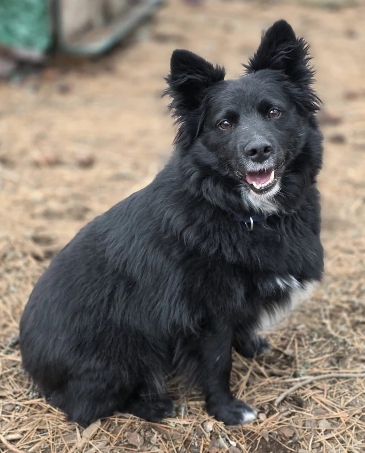 An adult medium-sized male Border Collie dog named Bear for adoption in Spokane County, WA