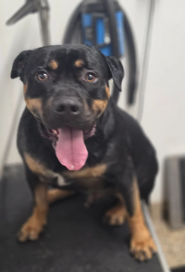 An adult large-sized male Pit Bull Terrier dog named Rocky for adoption in Spokane County, WA