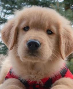 Matilda
