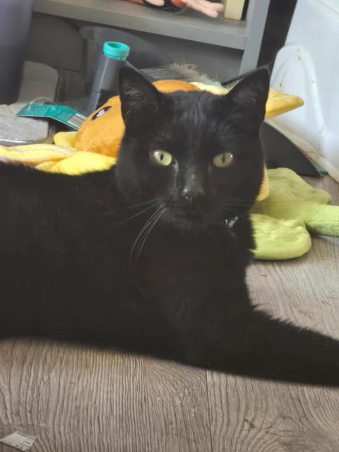 Binx