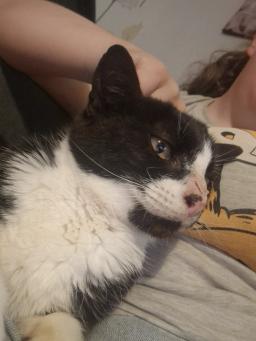 Oreo , image 2