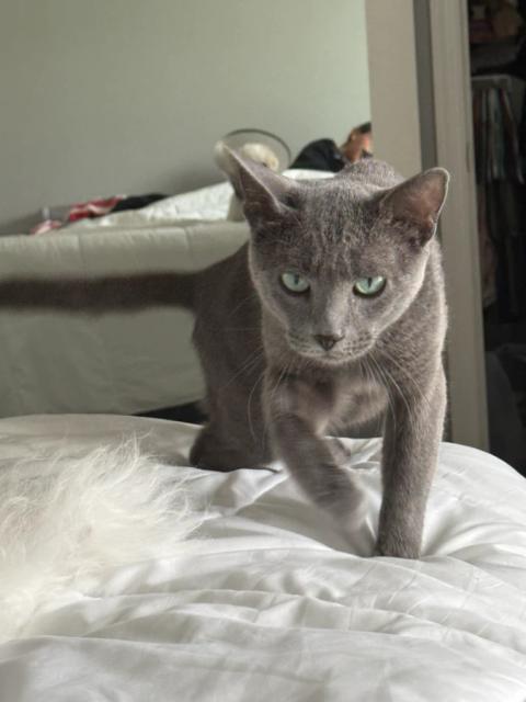 Dimitri