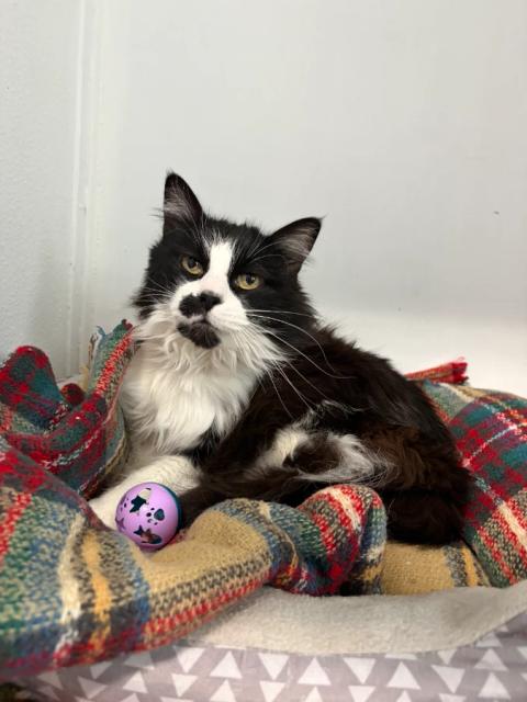 Mittens