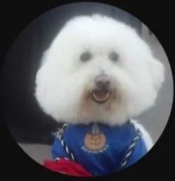 YoYo's Love of Rescue logo