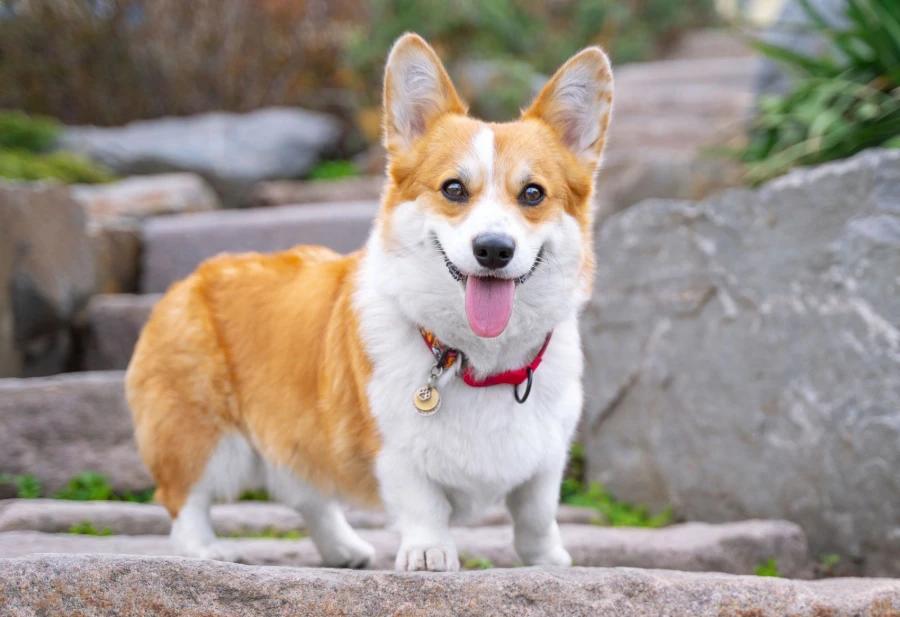 Lulu