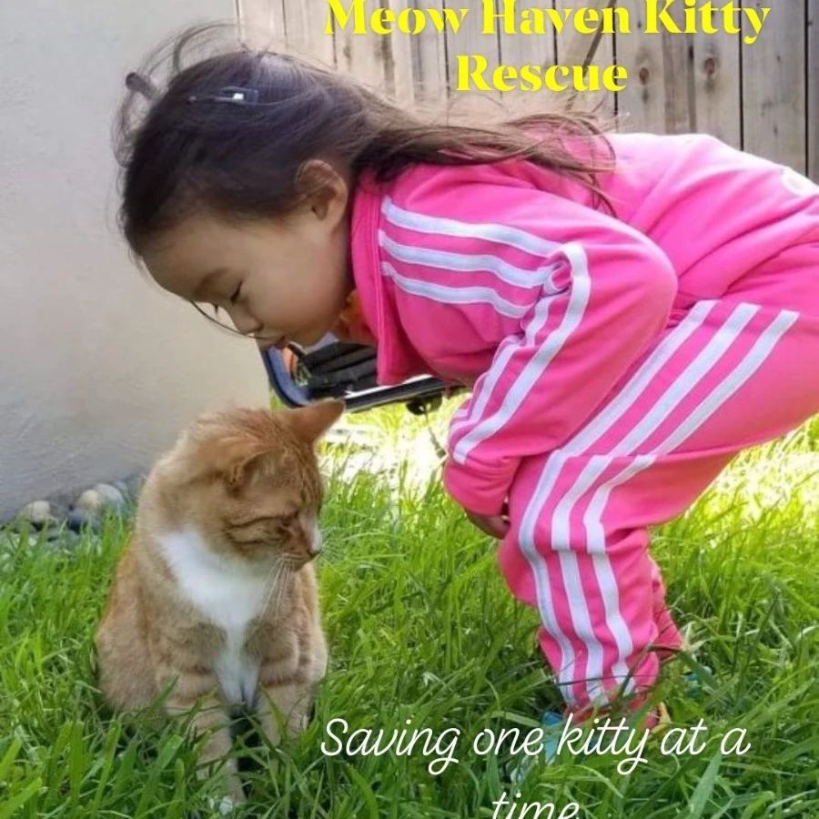 Meow Haven Kitty Rescue logo