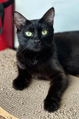 Ebony, image 2