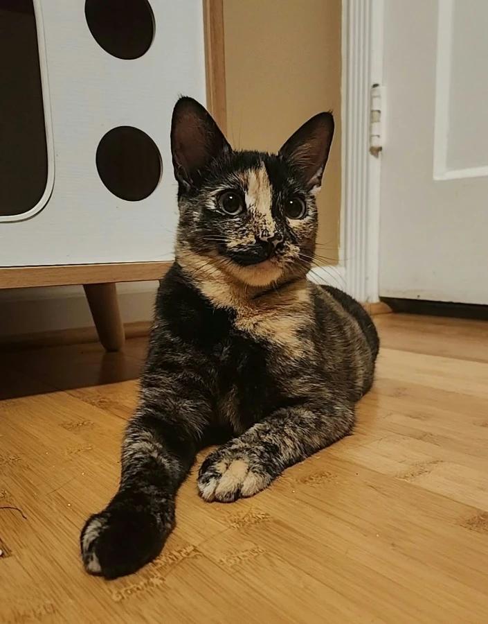 Bambi