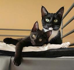 Tuxie, image 2