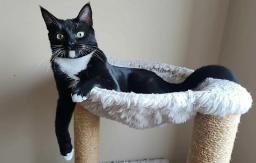 Tuxie