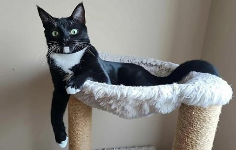 Tuxie