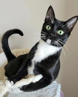 Tuxie, image 3