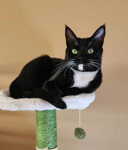 Tuxie, image 4