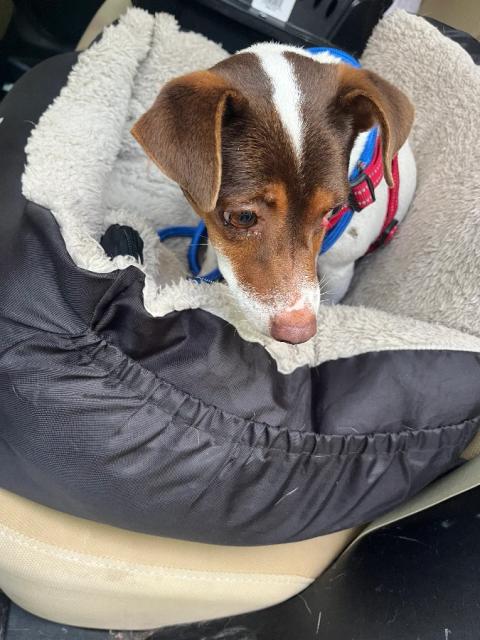 Chiquita(Rosie)