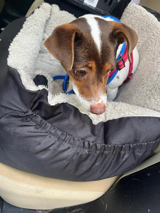 Chiquita(Rosie)