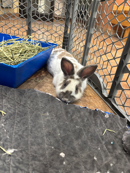 Rabbit, image 2