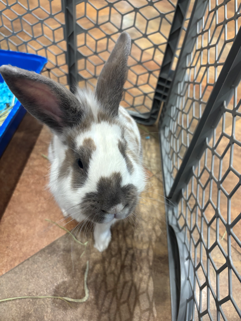 Rabbit