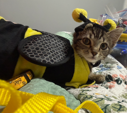 BUMBLE